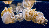 jellyfish and reflections _MG_9160.jpg