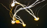 dancing tangled jellyfish _MG_9179.jpg