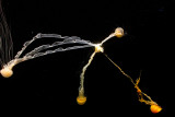 four tangled jellyfish _MG_9195.jpg