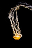 two parrallel jellyfish _MG_9201.jpg