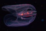 comb jellyfish macro _MG_7807.jpg