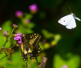 Butterflys _MG_1523.jpg