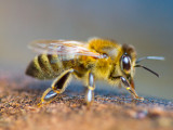 ex bee from side macro_MG_9704 p.jpg