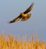 Hawk over marsh  _MG_5535.jpg