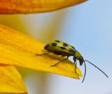 insect on a sunflower _MG_1201.jpg