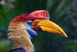 colorful bird San Diego Wild Animal Park _MG_8852.jpg