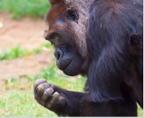 Gorilla from San Diego Wild Animal Park _MG_8677.jpg