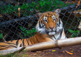 Tiger at San Diego Zoo _MG_4735.jpg