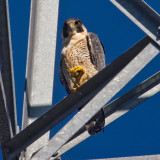 Hawk in an open cage _MG_7191.jpg