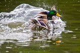 Sheets of water around a duck _MG_7593.jpg