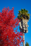 california fall _MG_7825.jpg