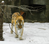 Brookfield Zoo Tiger IMG_5509.jpg