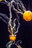 Monterey Bay Aquarium Indonesian sea nettles _MG_9612.jpg