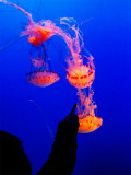 Pointing  _MG_1034.jpg
