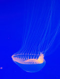 Crystal jellyfish from the Monterey Bay Aquarium  _MG_9104.jpg