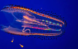 Spotted Comb Jellyfish Monterey Bay Aquarium _MG_9007.jpg