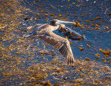 Pelican flying over a sea otter eating lunch  _MG_1339.jpg