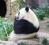 Panda at San Diego Zoo  _MG_7957.jpg