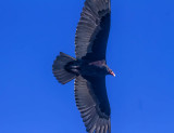 Turkey vulture up close  _MG_4655.jpg