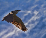 Night heron flying against blue sky clouds  _MG_6295.jpg