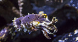 stumpy cuttlefish  Monterey Bay Aquarium _Z6A0436.jpg