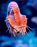 nautulus face on Monterey Bay Aquarium  _Z6A9995.jpg