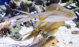 3 bigfin squid Monterey Bay Aquarium _Z6A0323.jpg