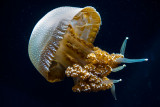Jellyfish Monterey Bay Aquarium  _Z6A4005.jpg