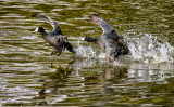 Coot chase running on water  _MG_7026.jpg