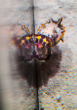 Two headed Flamboyant Cuttlefish Monterey Bay Aquarium  _Z6A9816.jpg