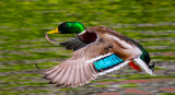 colorful flight _MG_9949.jpg