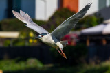 Night Heron in flight _MG_0350.jpg