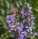 hovering bee _Z6A5678.jpg