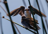 Bird feeding baby _MG_8408.jpg