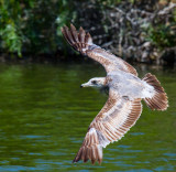 seagull _MG_0886.jpg