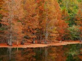 Cypress Trees