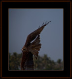 373-=-IMG_6454-=-Black-Kite.jpg