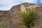 pStryker-BigBend_0641.jpg