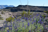 pStryker-BigBend_0703.jpg