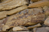 pStryker-BigBend_1072.jpg