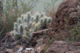 pStryker-BigBend_0246.jpg