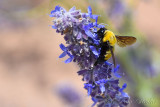 pStryker-cody-wyoming-bee_0781.jpg