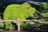 pStryker-idaho-falls-garden-bear_9374.jpg