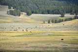 pStryker-yellowstone-buffalo_9916.jpg