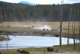 pStryker-yellowstone-buffalo-skirmish_9949.jpg