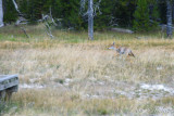 pStryker-yellowstone-coyote_0117.jpg