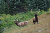 pStryker-yellowstone-elk_0674-1.jpg