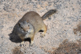 pStryker-yellowstone-ground-squirrel_0271.jpg
