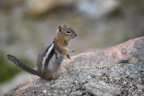 pStryker-yellowstone-lessor-chipmonk_0683.jpg