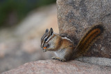 pStryker-yellowstone-lessor-chipmonk_0694.jpg